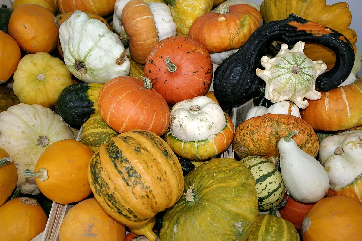Bunte Kürbisse und Zierkürbisse in verschiedenen Farben dicht nebeneinander